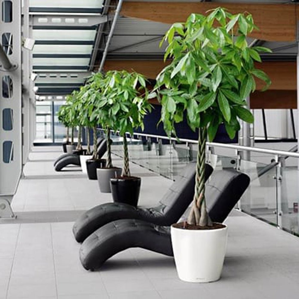 Arborele Banilor (Pachira Aquatica), Tulpina Impletita - 120 cm