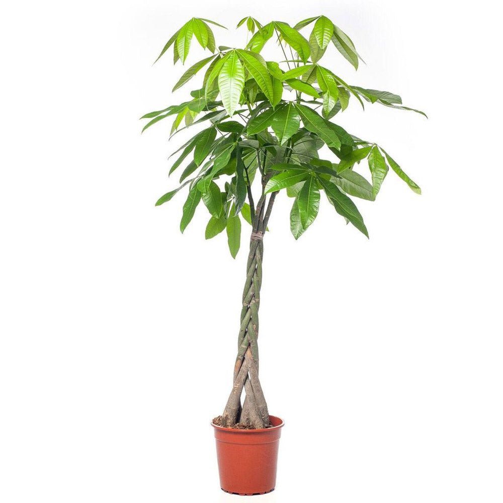 Arborele Banilor (Pachira Aquatica), Tulpina Impletita - 160 cm