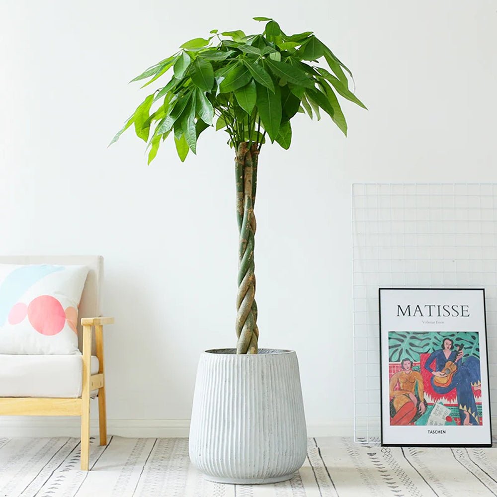 Arborele Banilor (Pachira Aquatica), Tulpina Impletita - 160 cm