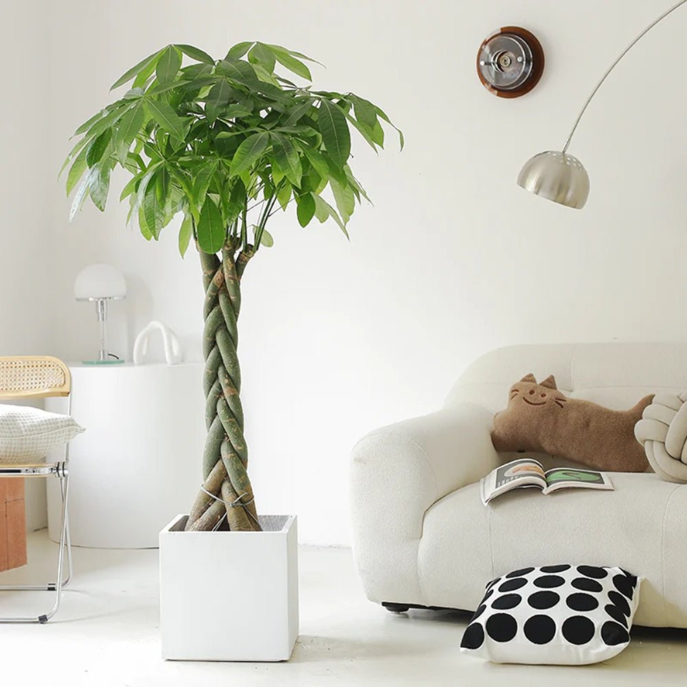 Arborele Banilor (Pachira Aquatica), Tulpina Impletita - 160 cm