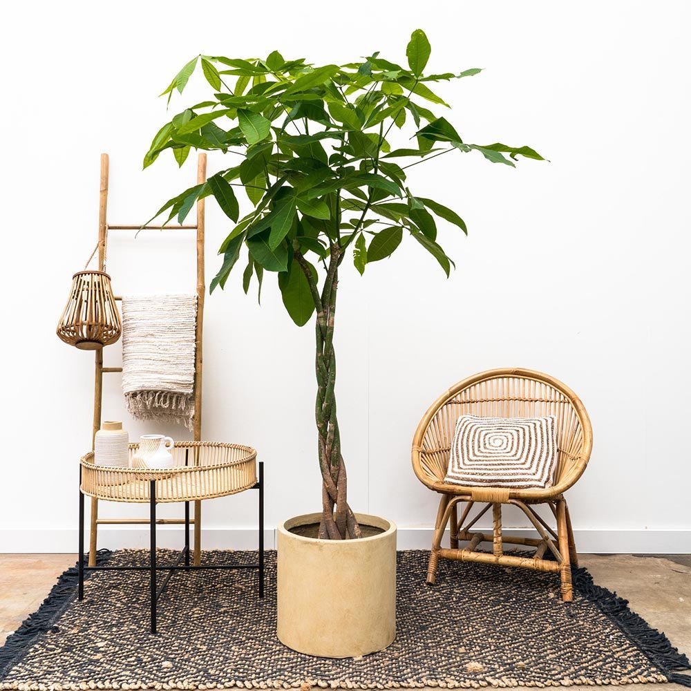 Arborele Banilor (Pachira Aquatica), Tulpina Impletita - 180 cm