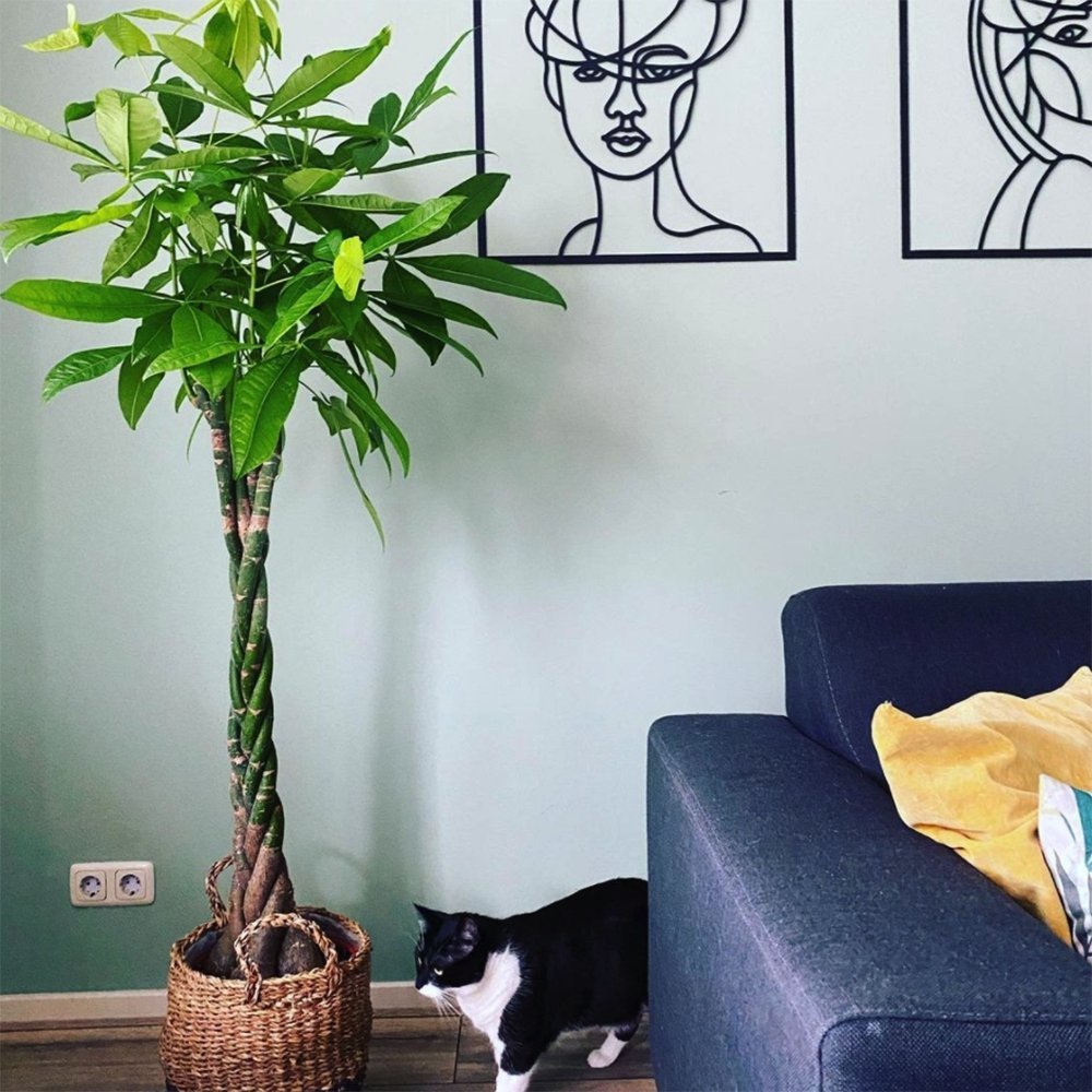 Arborele Banilor (Pachira Aquatica), Tulpina Impletita - 180 cm