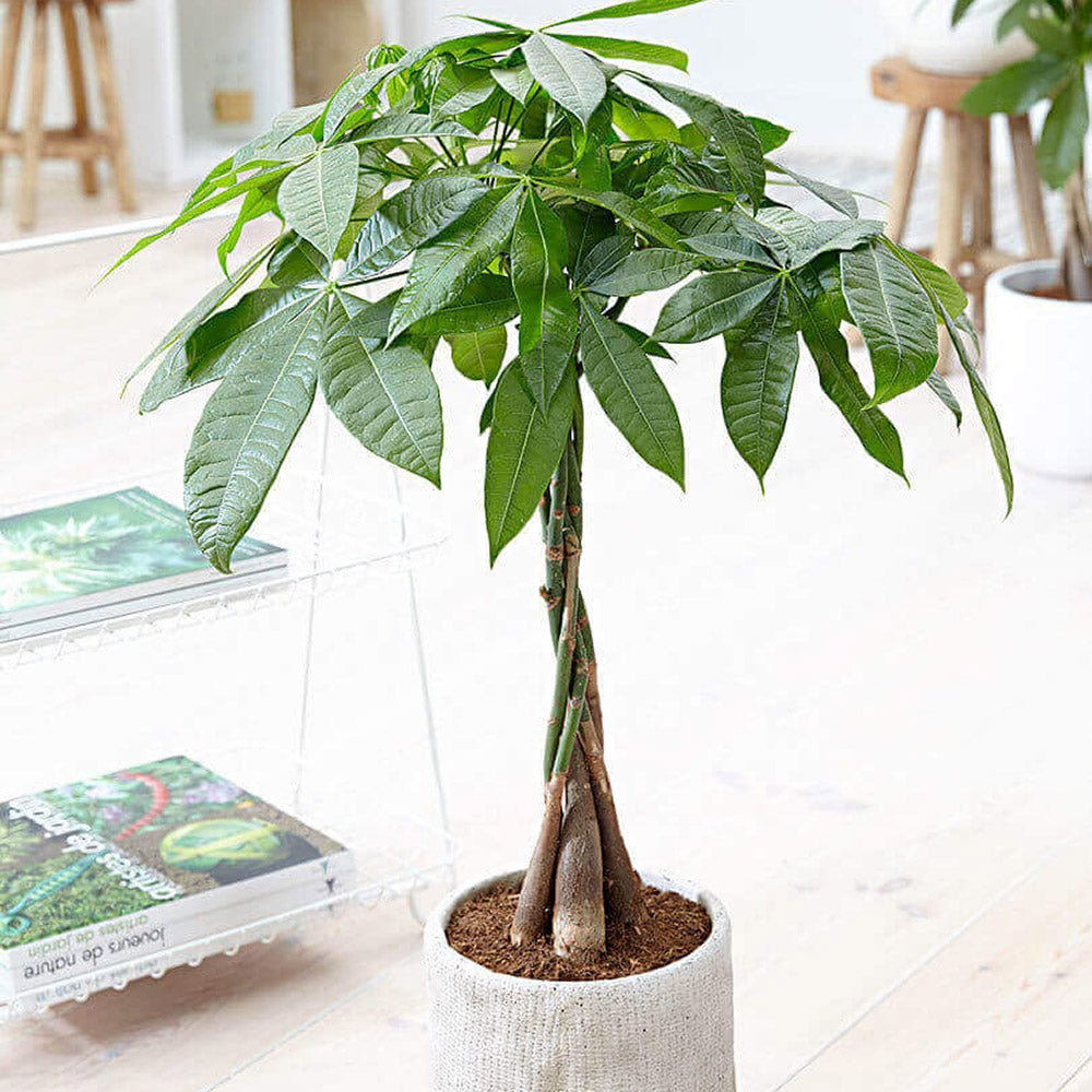 Arborele Banilor (Pachira Aquatica), Tulpina Impletita - 40 cm