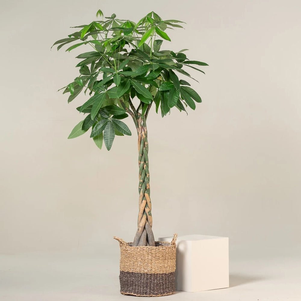 Arborele Banilor (Pachira Aquatica), Tulpina Impletita - 40-45 cm