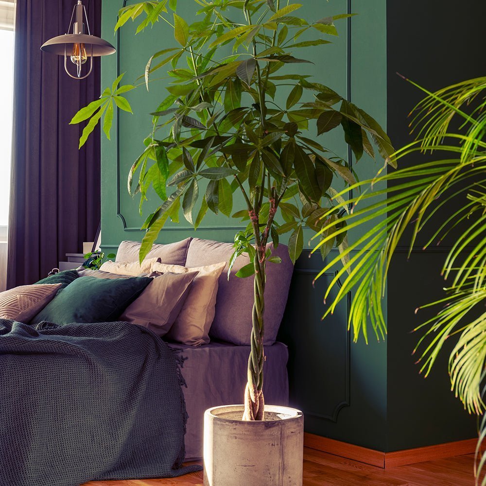 Arborele Banilor (Pachira Aquatica), Tulpina Impletita - 55 cm