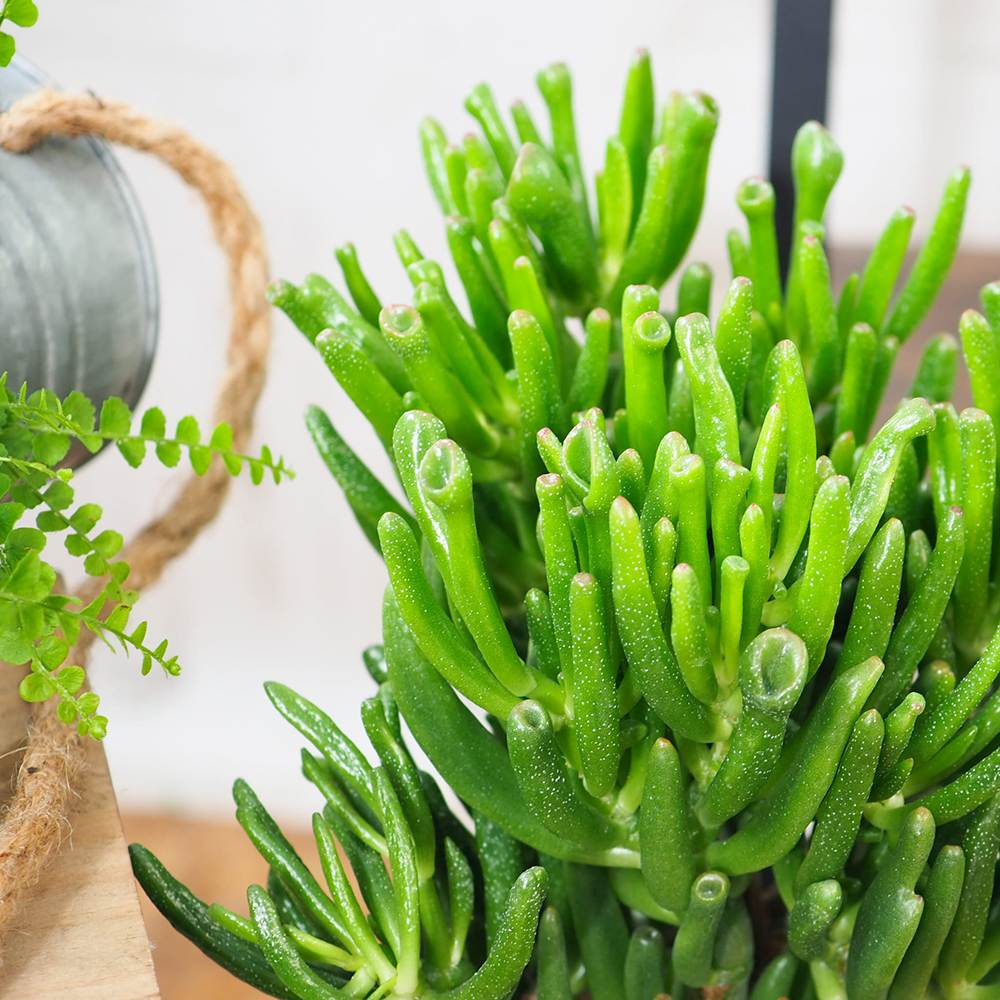 Arborele de Jad (Crassula Ovata) Hobbit - 21 cm