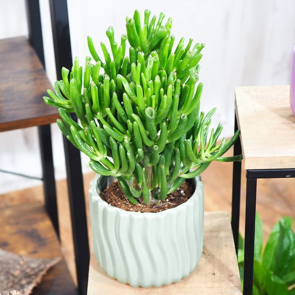 Arborele de Jad (Crassula Ovata) Hobbit - 21 cm