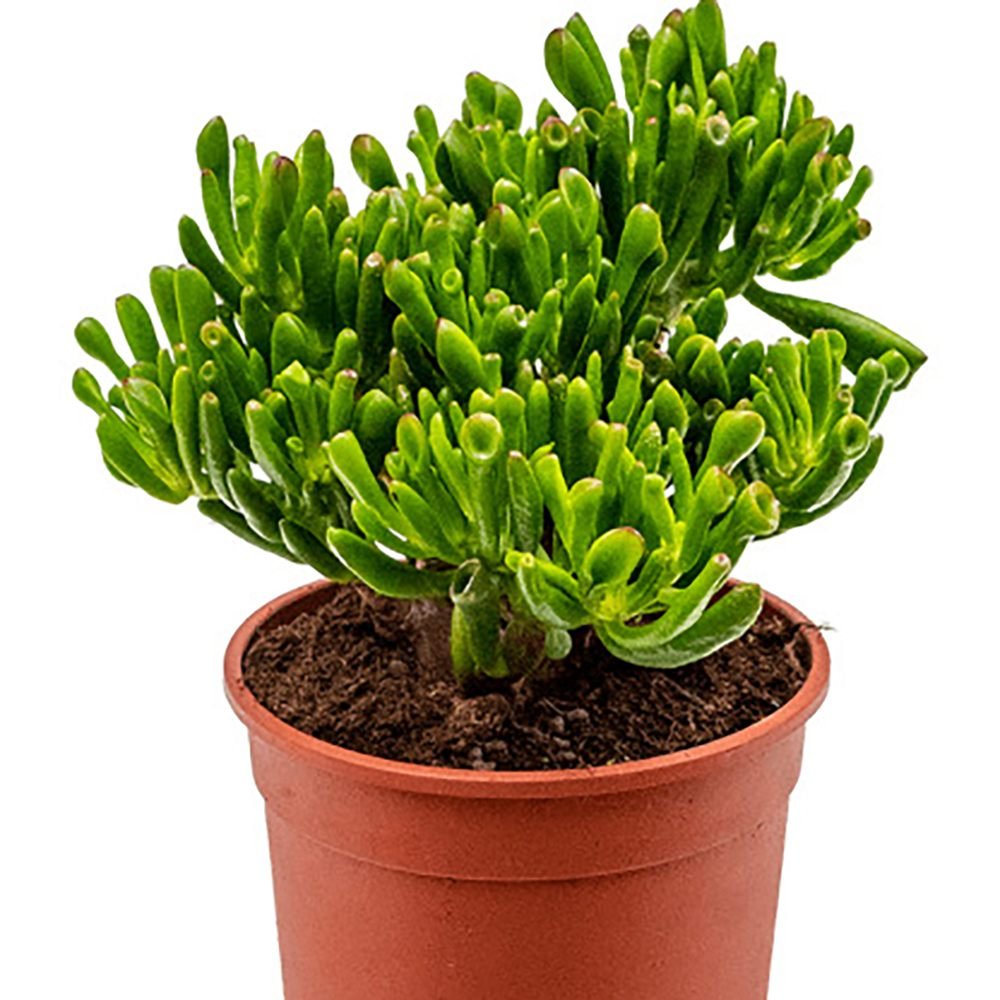Arborele de Jad (Crassula Ovata) Hobbit - 21 cm
