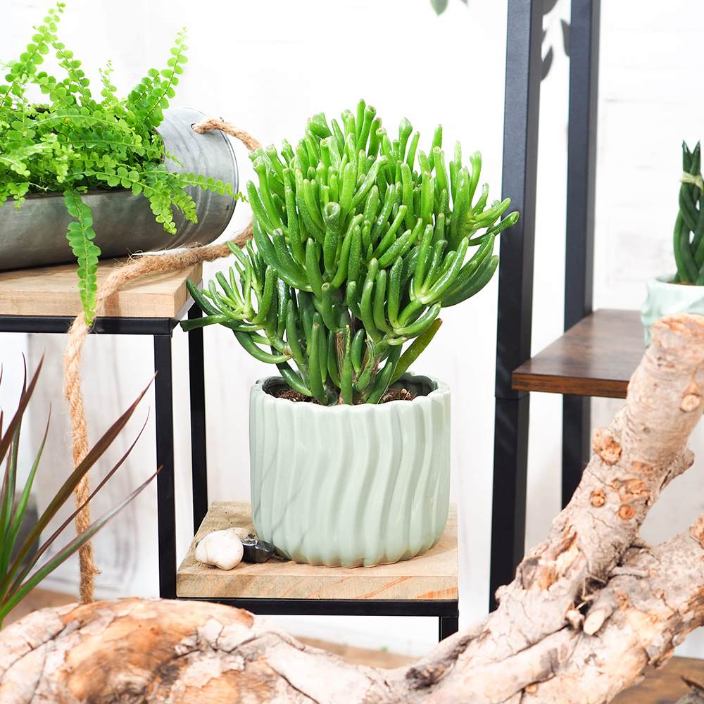 Arborele de Jad (Crassula Ovata) Hobbit - 50 cm