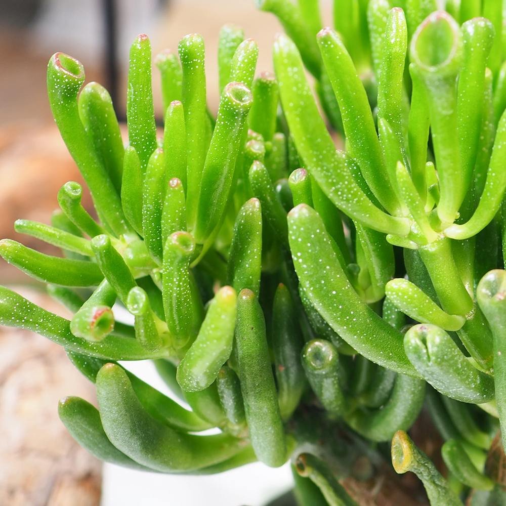 Arborele de Jad (Crassula Ovata) Hobbit - 50 cm
