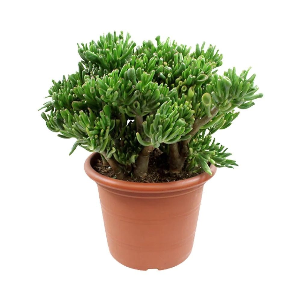 Arborele de Jad (Crassula Ovata) Hobbit - 50 cm
