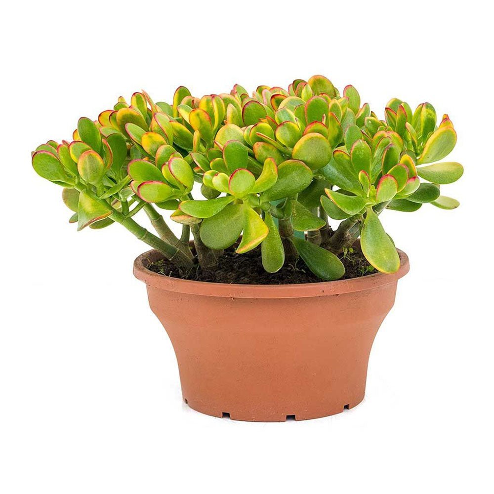 Arborele de Jad (Crassula Ovata Sunset) - 30 cm