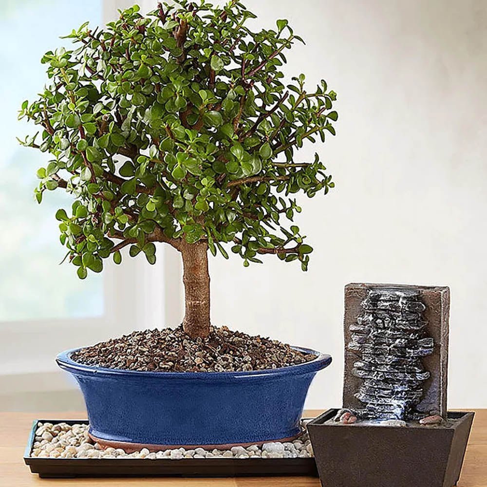 Arborele de Jad XXL (Crassula Magical Tree) - 65/70 cm