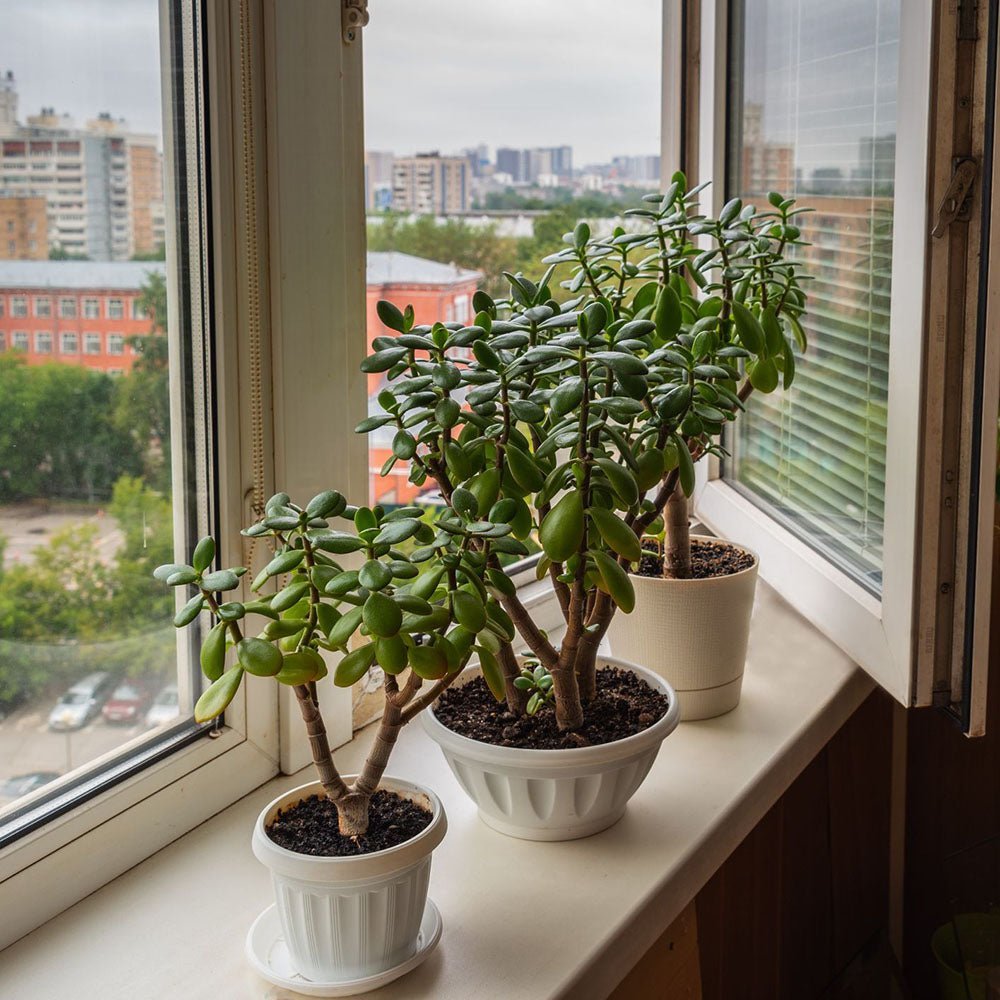 Arborele de Jad XXL (Crassula Magical Tree) - 65/70 cm