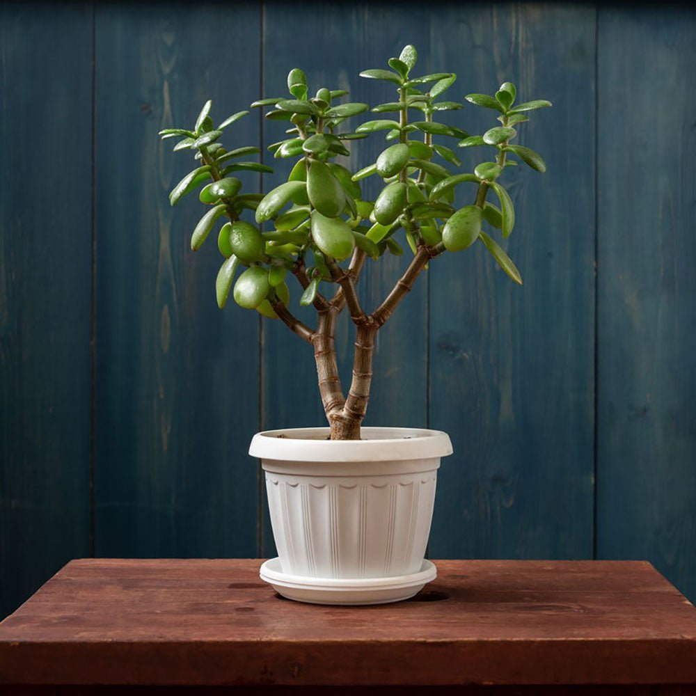 Arborele de Jad XXL (Crassula Magical Tree) - 65/70 cm