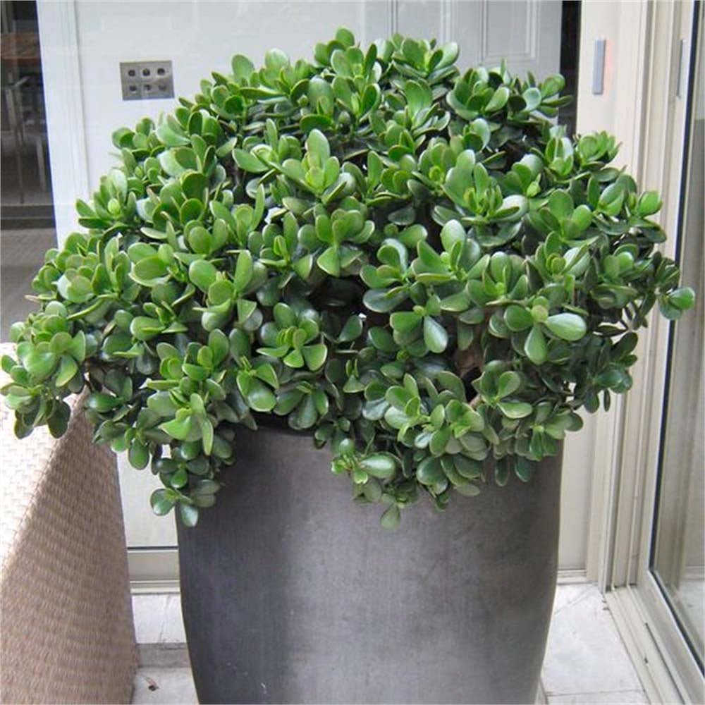 Arborele de Jad XXL (Crassula Ovata) - 70 cm