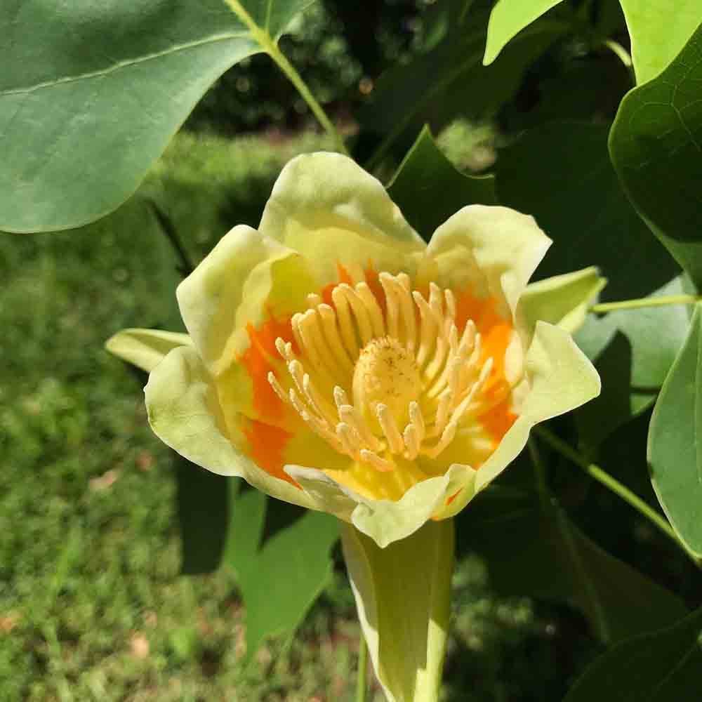 Arborele Lalea (Liriodendron Tulipifera)