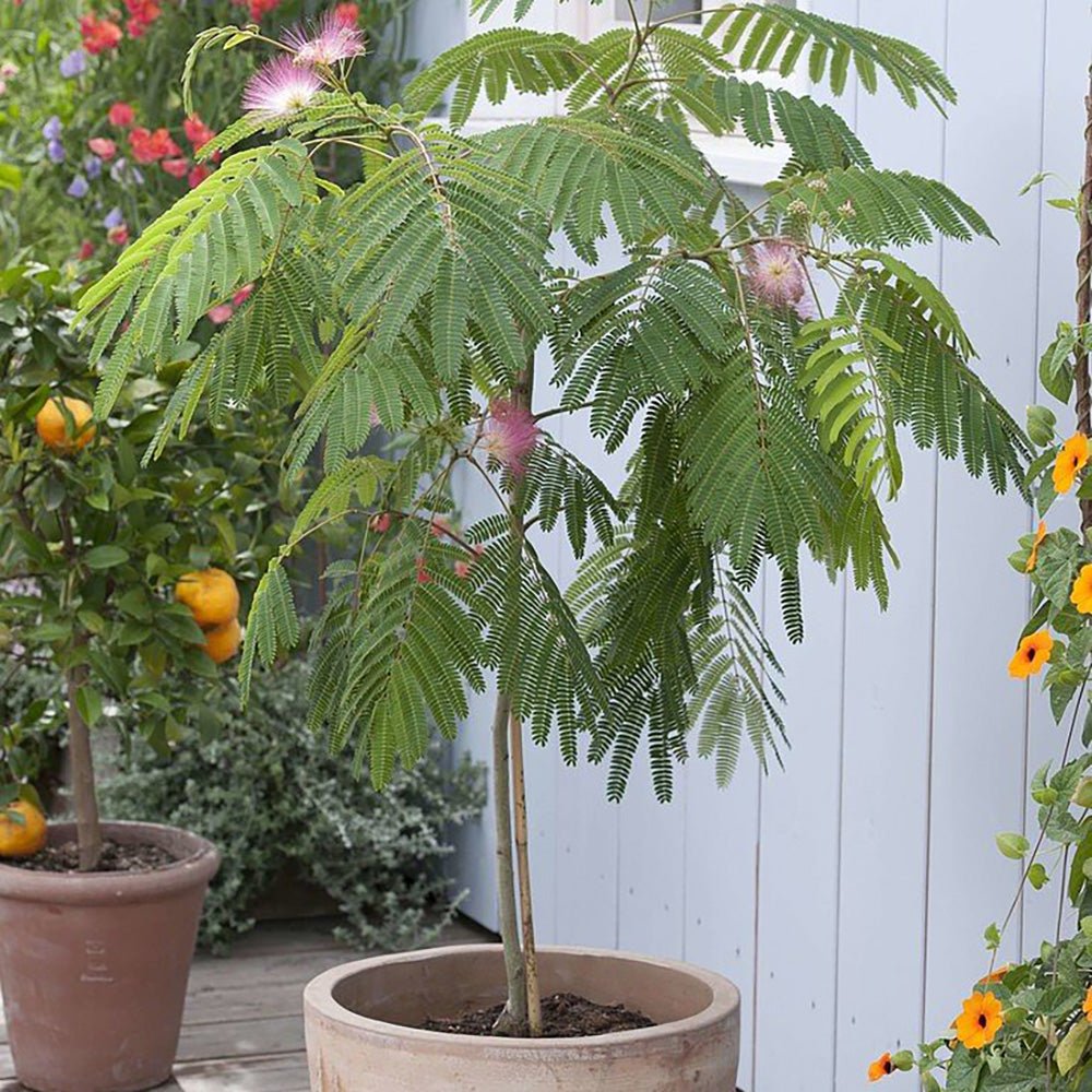 Arborele de Matase Ombrella, cu flori roz