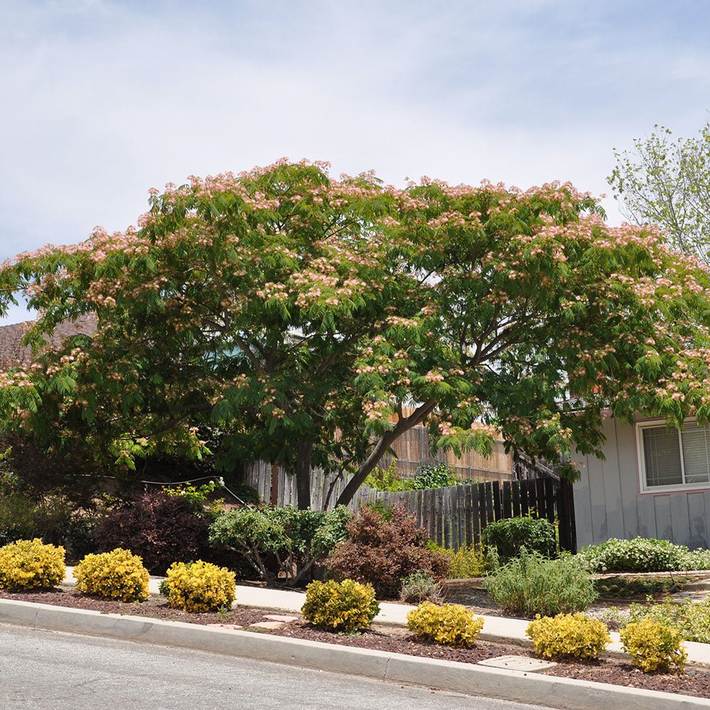 Arborele de Matase Ombrella, cu flori roz