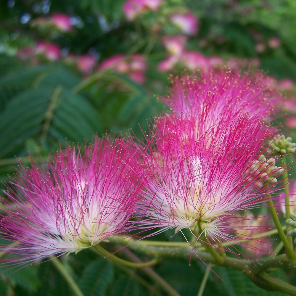 Arborele de Matase Rosea, cu flori roz