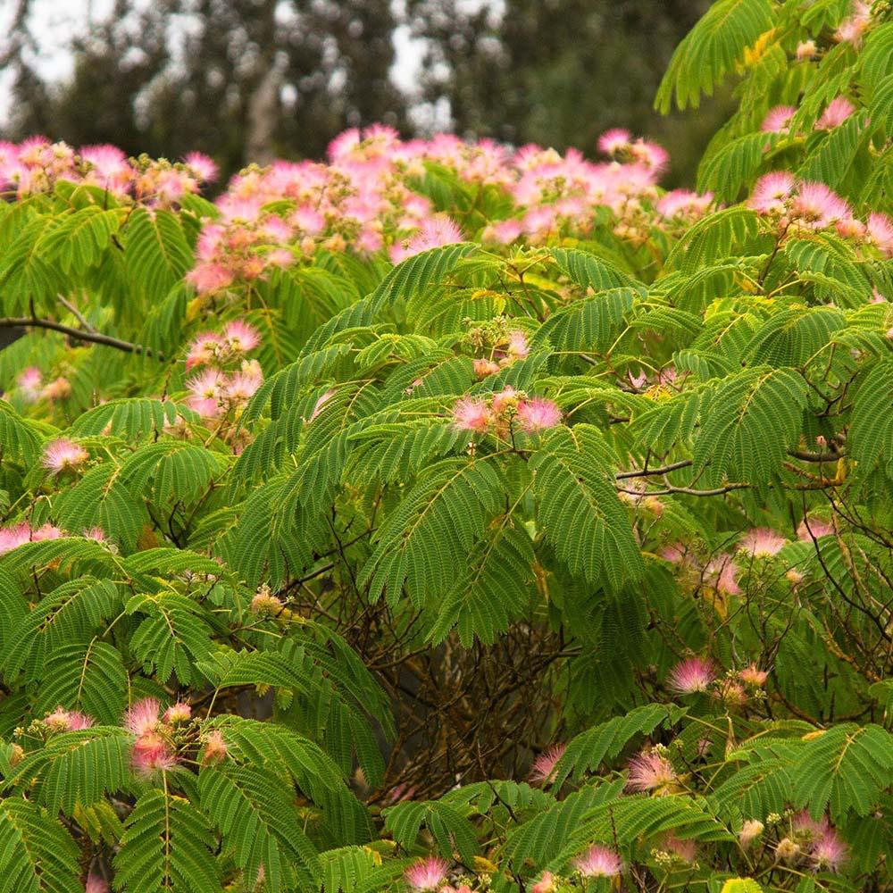 Arborele de Matase Rosea, cu flori roz