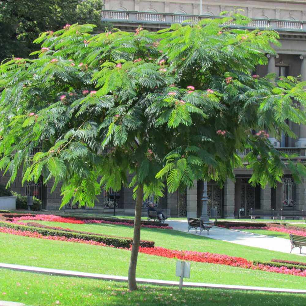Arborele de Matase Rouge de Tuilière, cu flori rosii - VERDENA-60-80 cm inaltime, livrat in ghiveci de 3 l