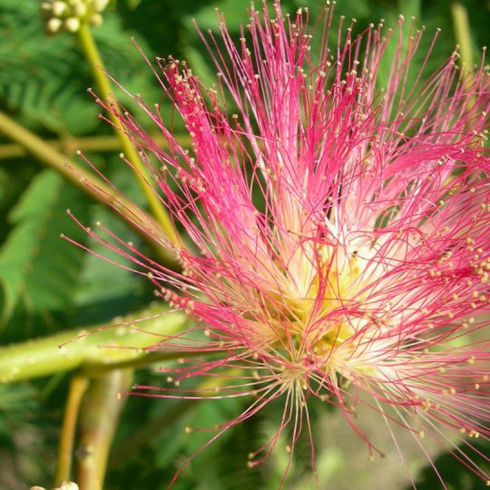 Arborele de Matase Rouge Selection, cu flori roz