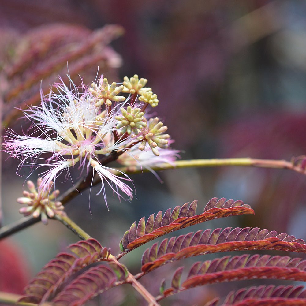 Arborele de Matase Summer Chocolate, cu flori roz