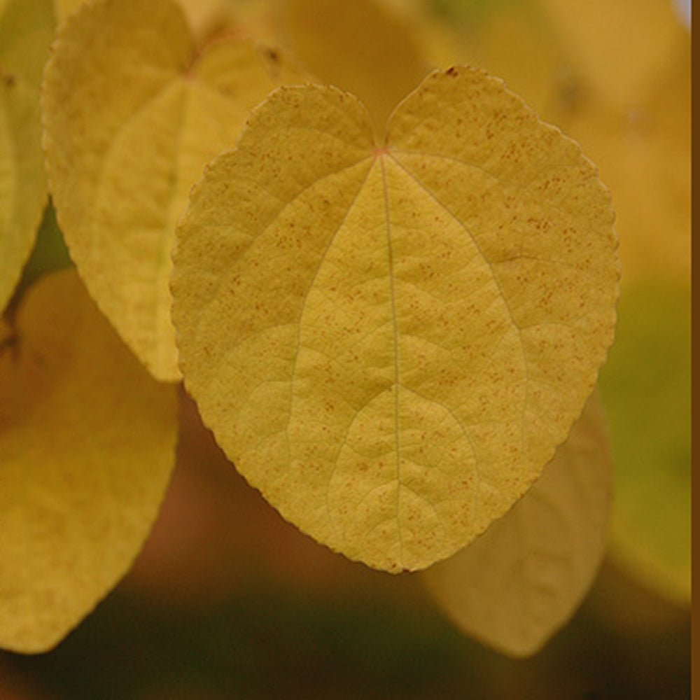 Arborele de zahar Katsura (Cercidiphyllum Japonicum) - parfum de caramel