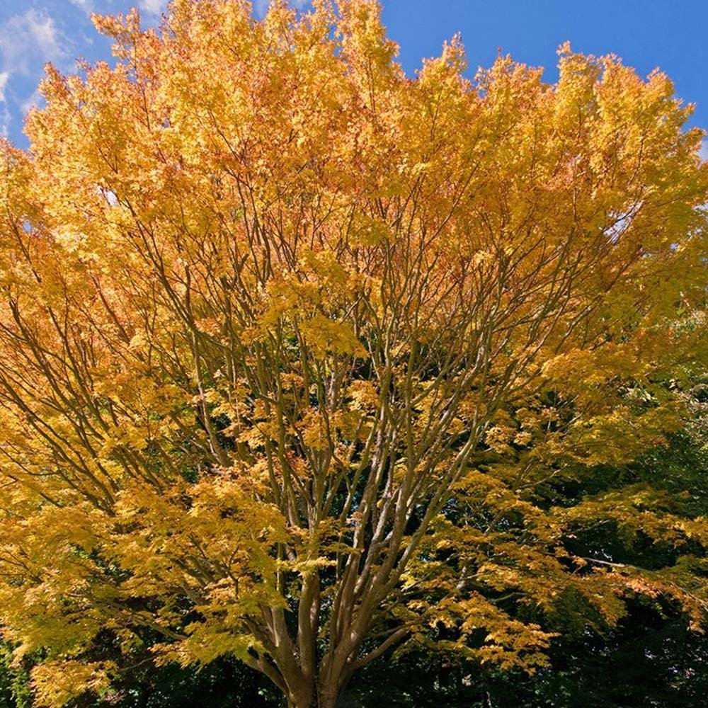 Arborele de zahar Katsura (Cercidiphyllum Japonicum) - parfum de caramel