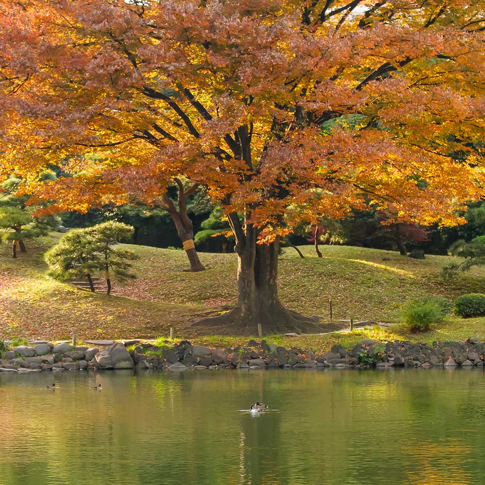 Arborele de zahar Katsura (Cercidiphyllum Japonicum) - parfum de caramel