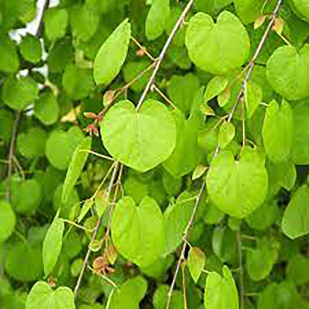 Arborele de zahar Katsura (Cercidiphyllum Japonicum) - parfum de caramel