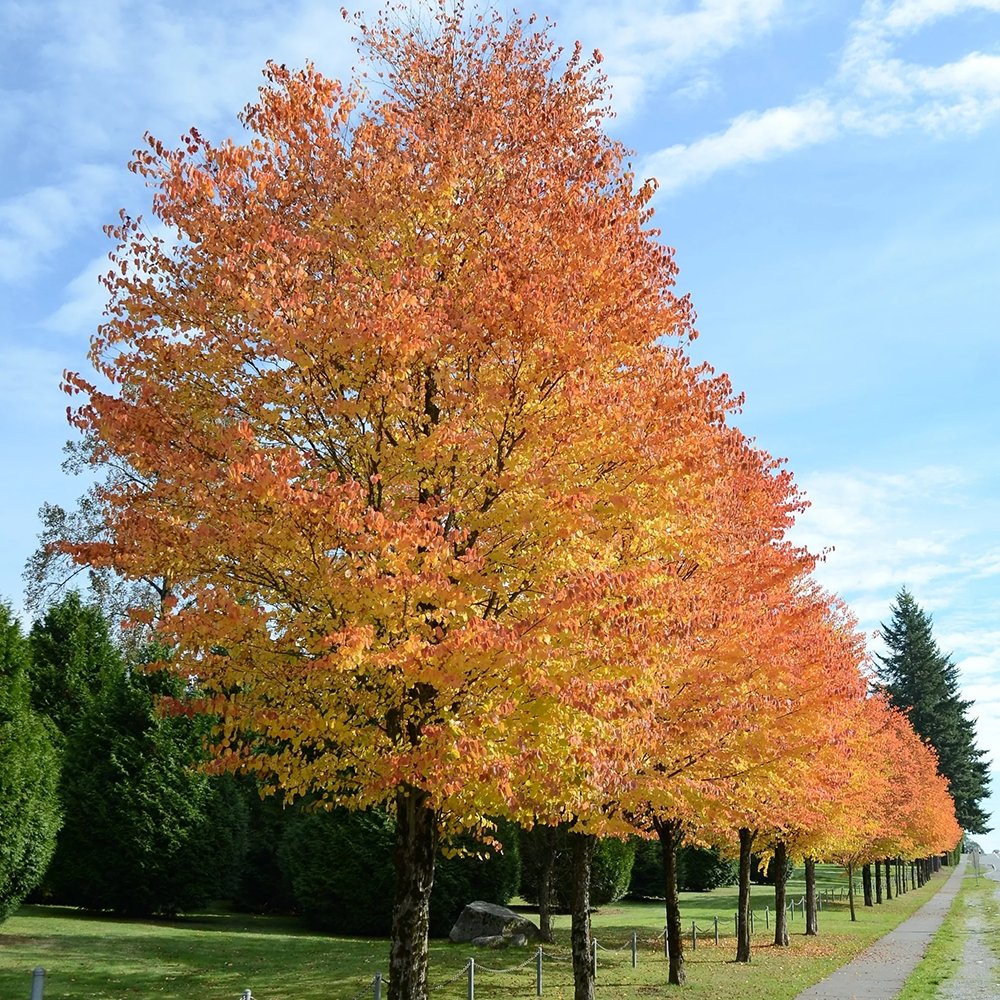 Arborele de zahar Katsura (Cercidiphyllum Japonicum) - parfum de caramel