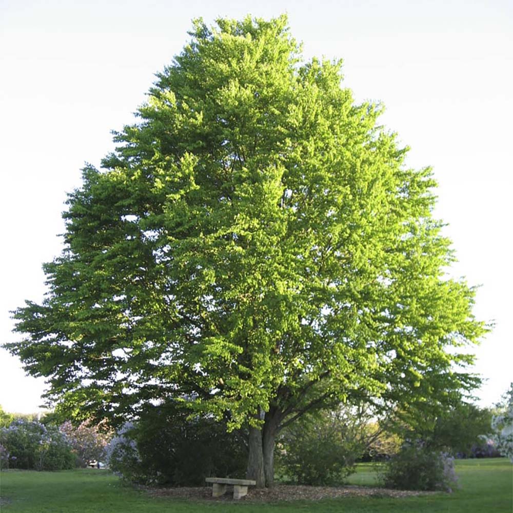 Arborele de zahar Katsura (Cercidiphyllum Japonicum) - parfum de caramel