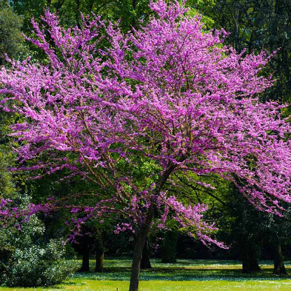 Arborele Lui Iuda Auriu (Cercis Chinensis Melon Beauty)