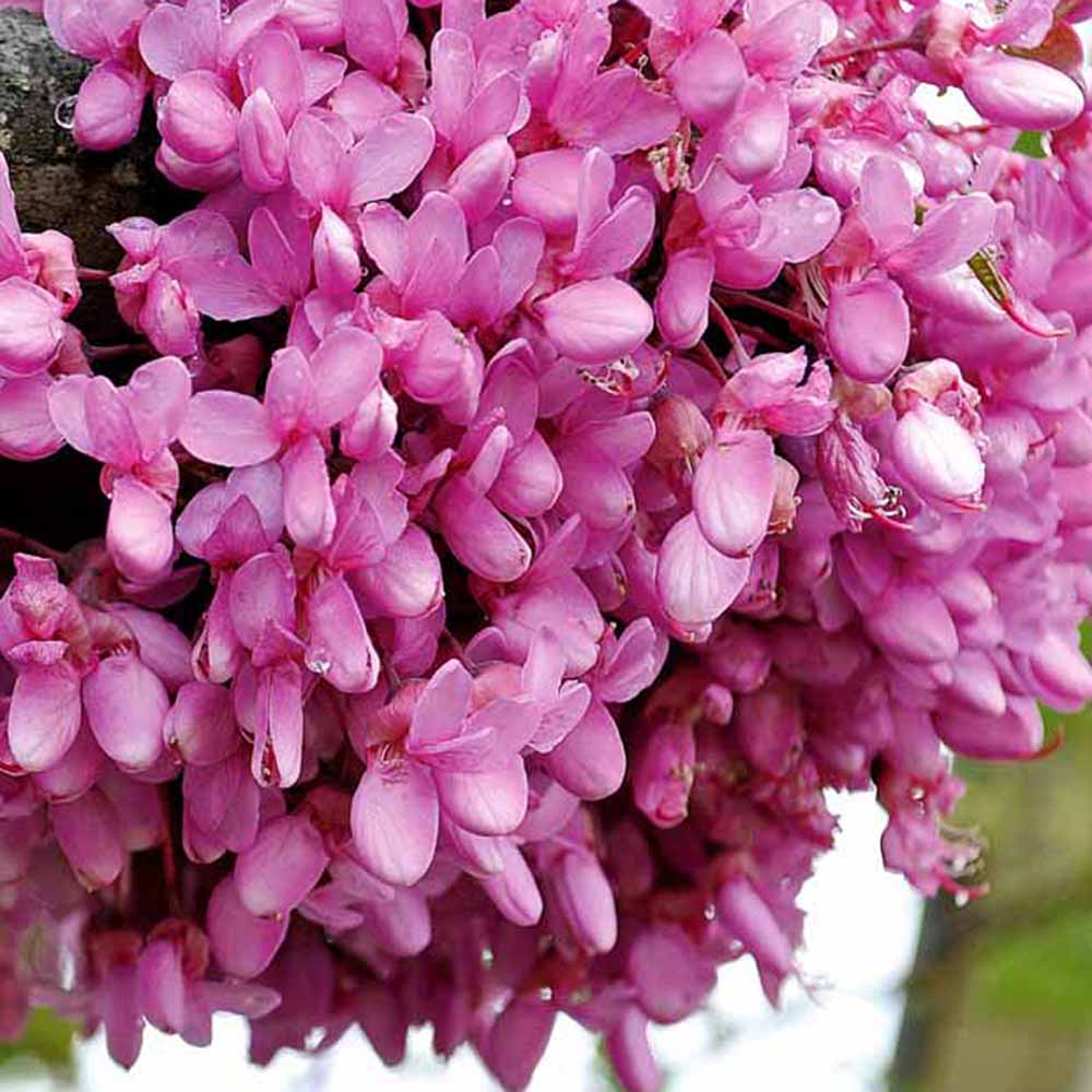 Arborele Lui Iuda Auriu (Cercis Chinensis Melon Beauty)