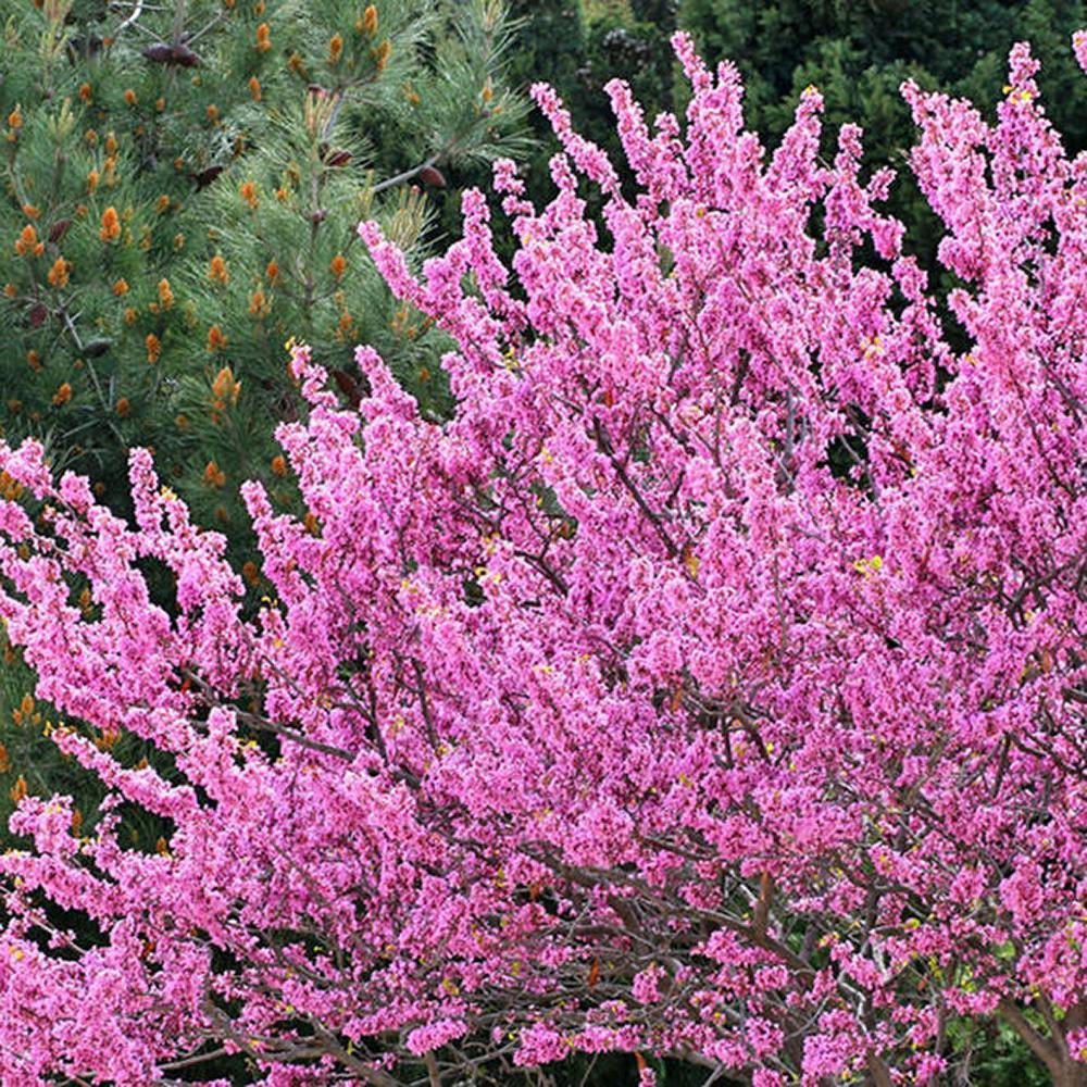 Arborele Lui Iuda Rosu (Cercis Canadensis Forest Pansy)