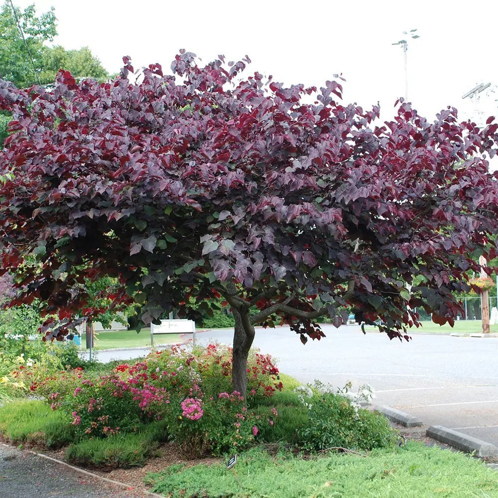 Arborele Lui Iuda Rosu (Cercis Canadensis Forest Pansy)