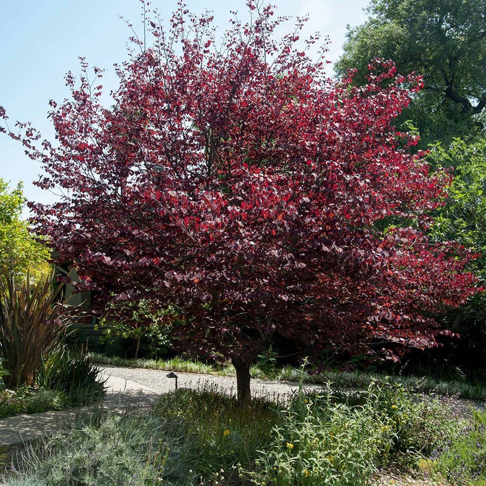 Arborele Lui Iuda Rosu (Cercis Canadensis Forest Pansy)