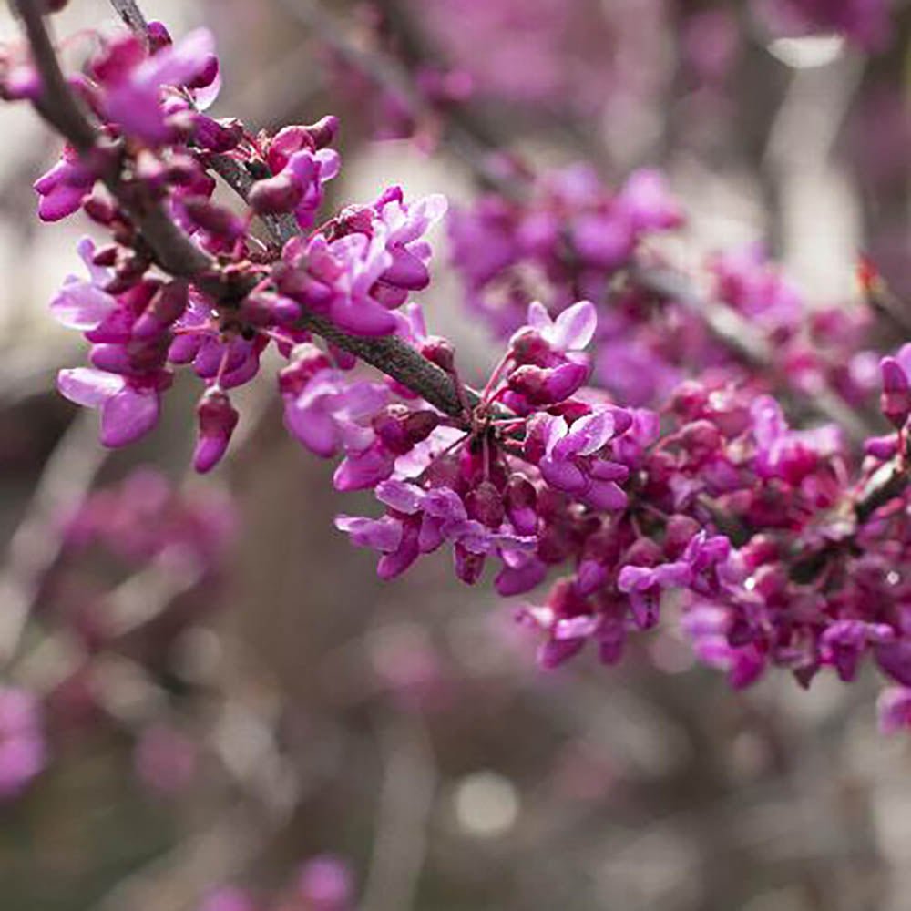 Arborele Lui Iuda Rosu (Cercis Canadensis Forest Pansy)