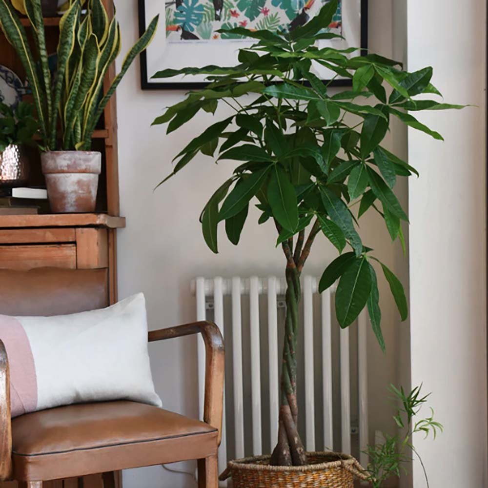 Arborele Banilor (Pachira Aquatica), Tulpina Impletita - 170 cm