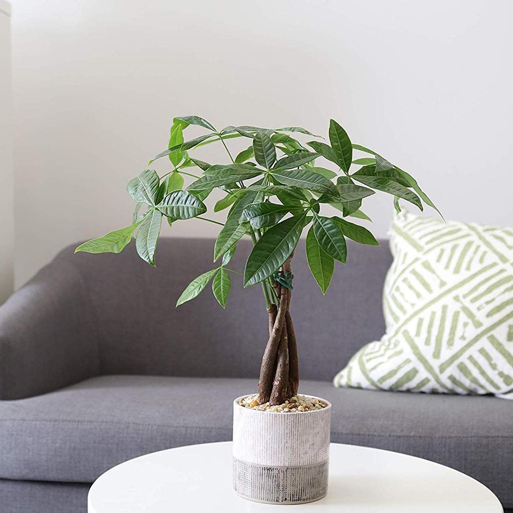 Arborele Banilor (Pachira Aquatica), Tulpina Impletita - 40 cm