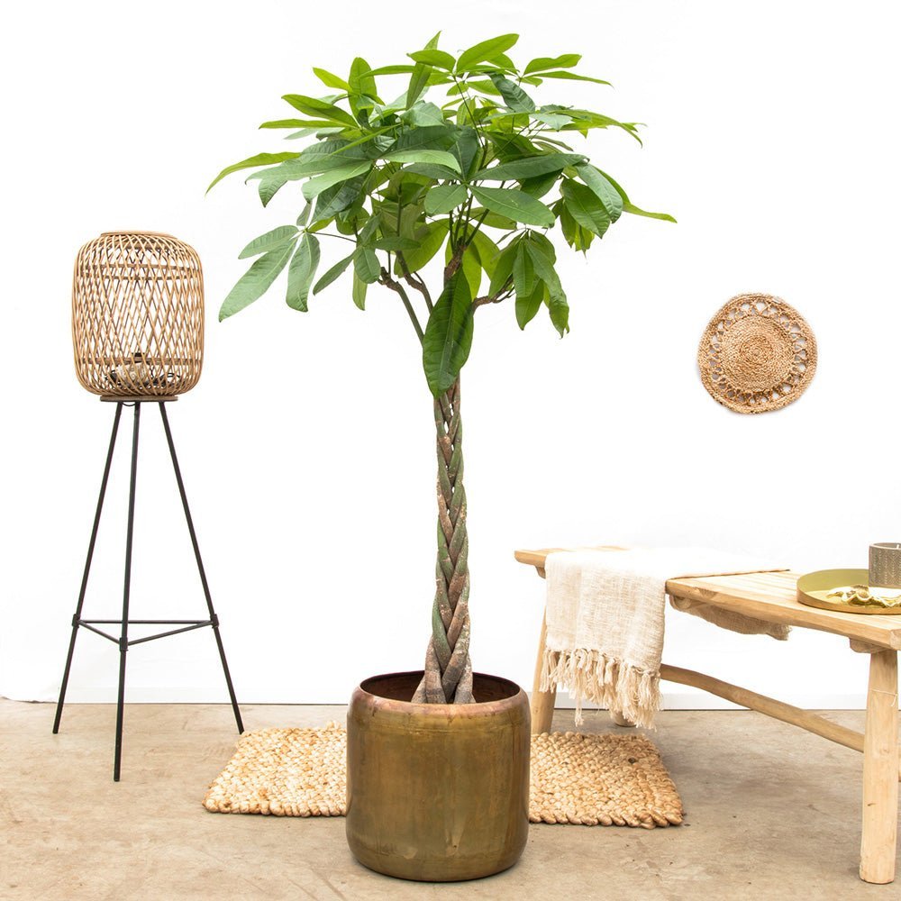 Arborele Banilor (Pachira Aquatica) - 45 cm