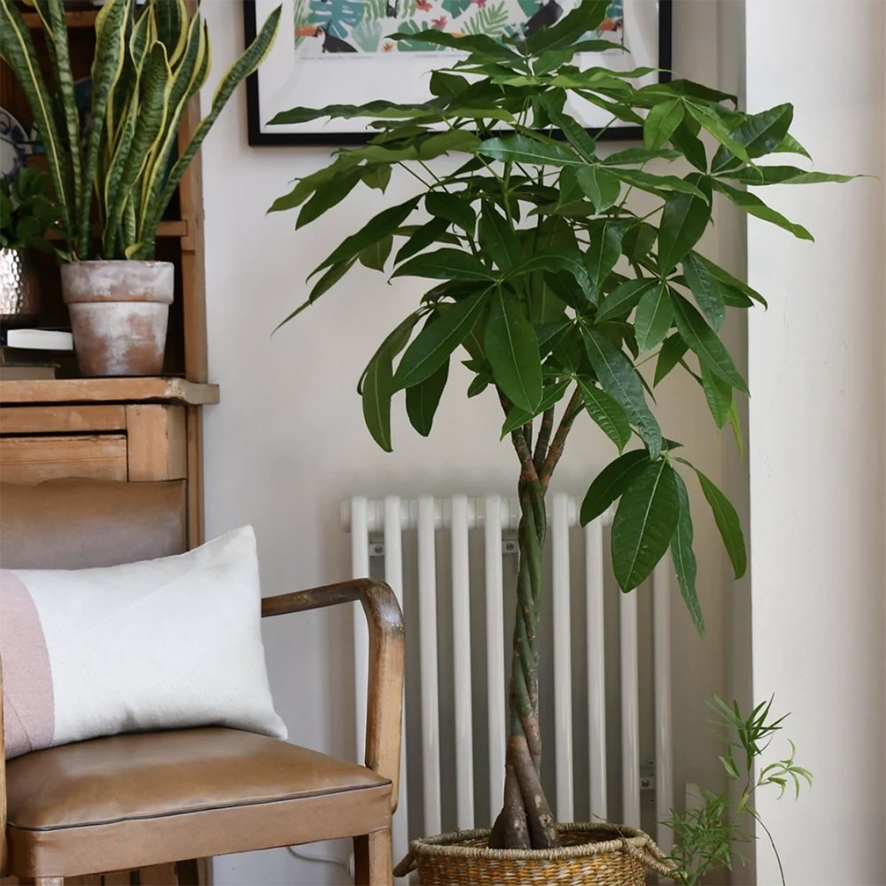 Arborele Banilor (Pachira Aquatica) - 45 cm