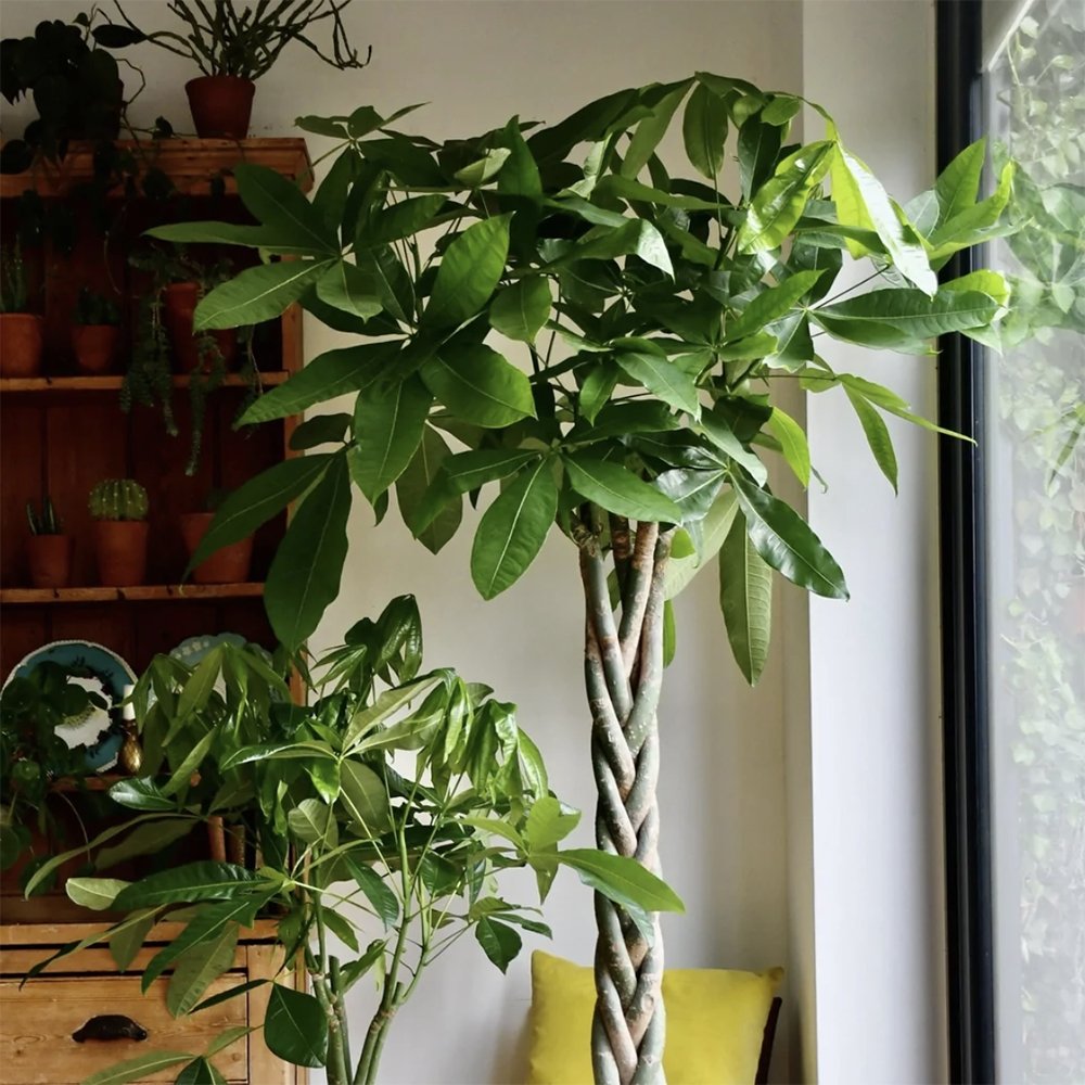 Arborele Banilor (Pachira Aquatica) - 45 cm