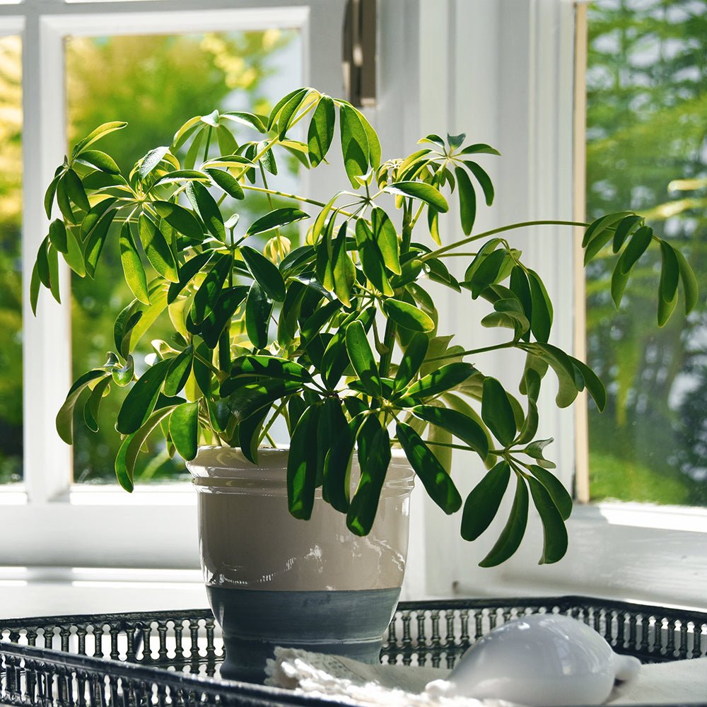 Arborele Banilor (Pachira Aquatica) - 45 cm