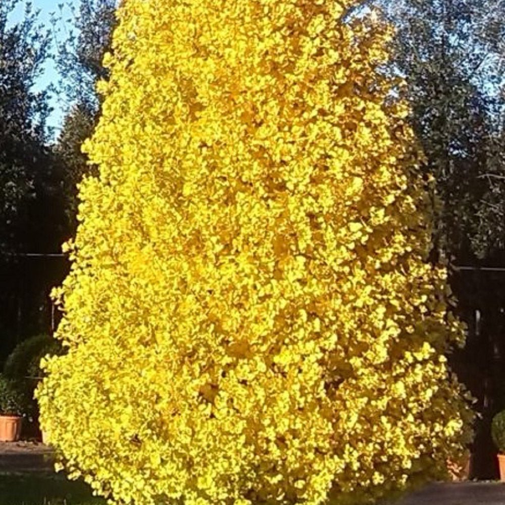 Arborele Pagodelor Columnar Blagon (Ginkgo Biloba)