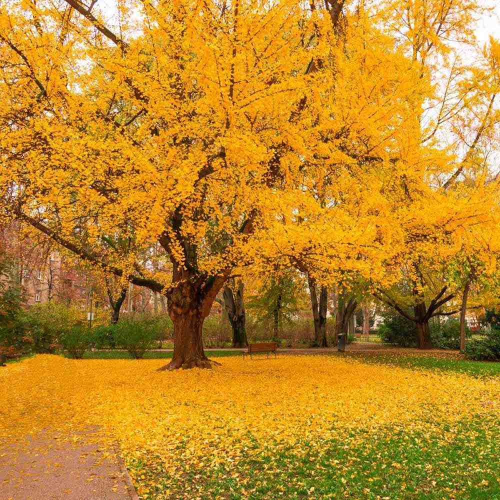 Arborele Pagodelor (Ginkgo Biloba)
