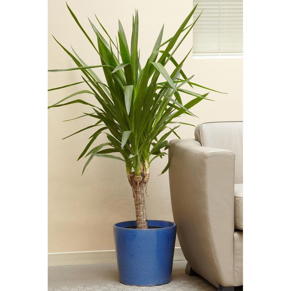 Arborele Vietii (Yucca Elephantipes) - 130 cm