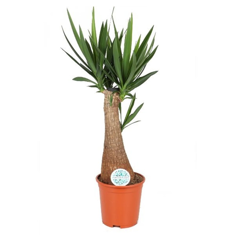 Arborele Vietii (Yucca Elephantipes) - 130 cm